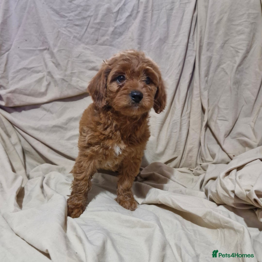 Cavapoo dogs for sale: Cavapoo puppies  - Image 13