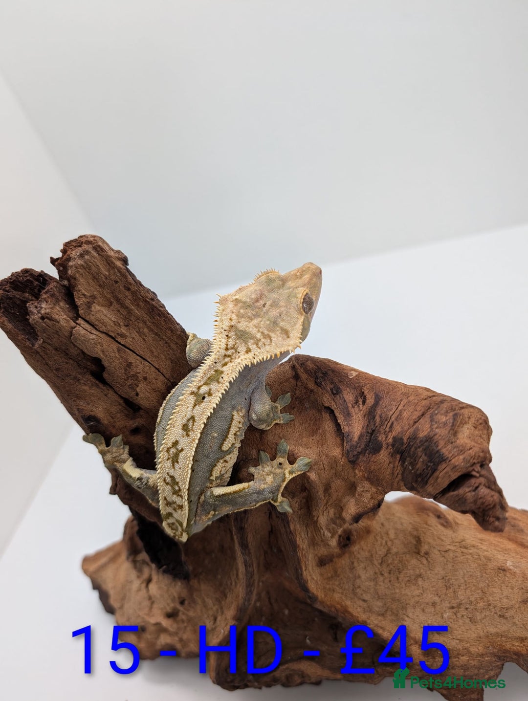 Gecko reptiles for sale: Adult Crested Geckos - Advert 15