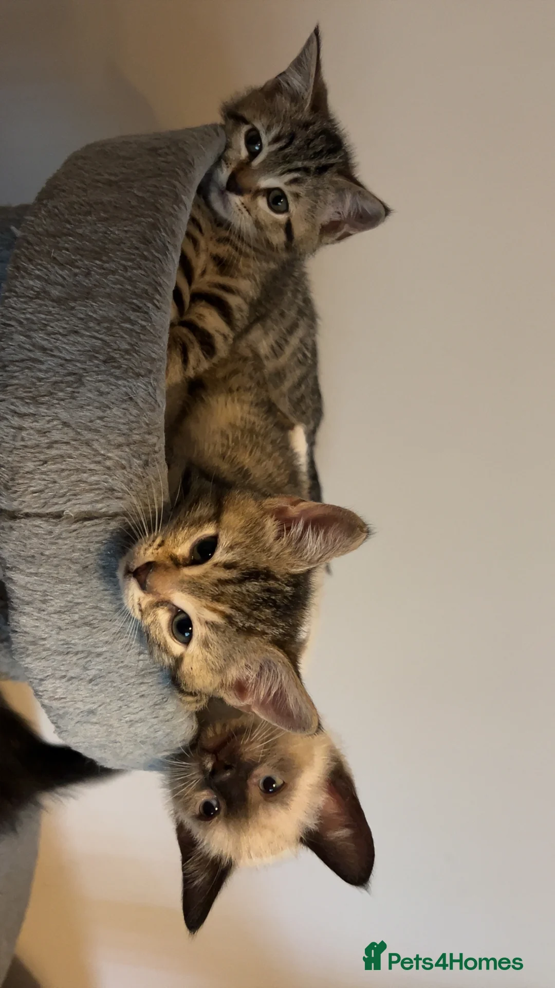 Mixed Breed cats for sale: Mixed Kittens - Advert 7