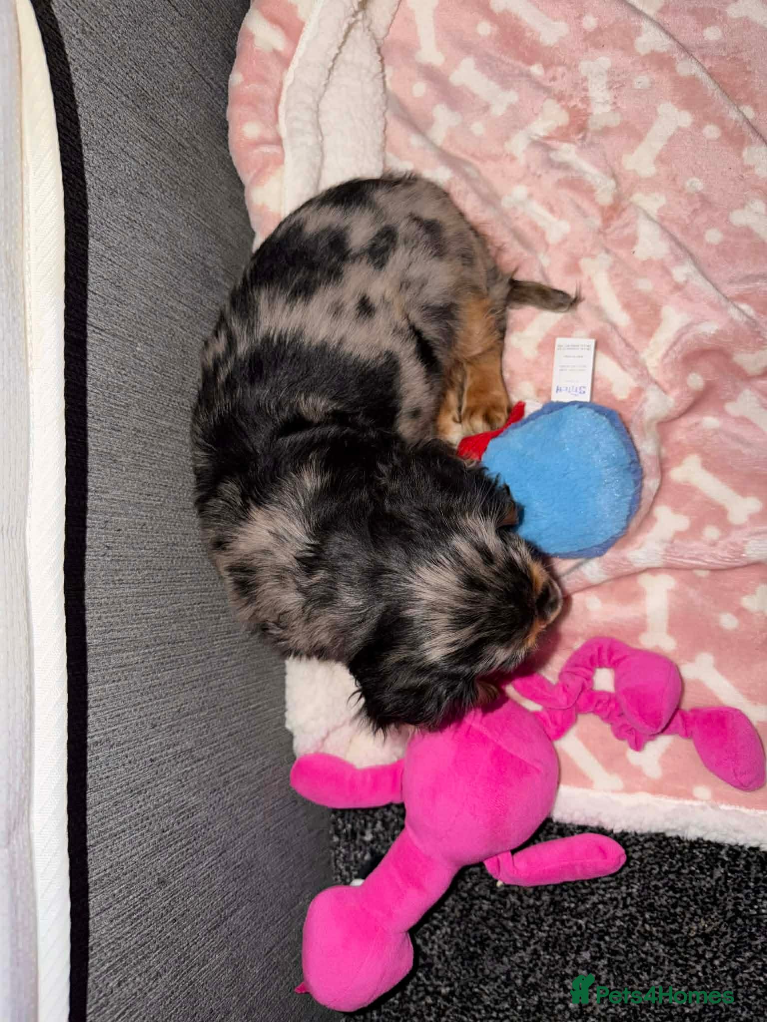 Cocker Spaniel dogs Male cocker spaniel - Advert 1