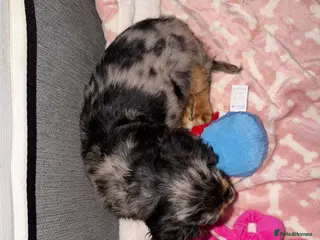 Cocker Spaniel dogs Male cocker spaniel - Advert 1