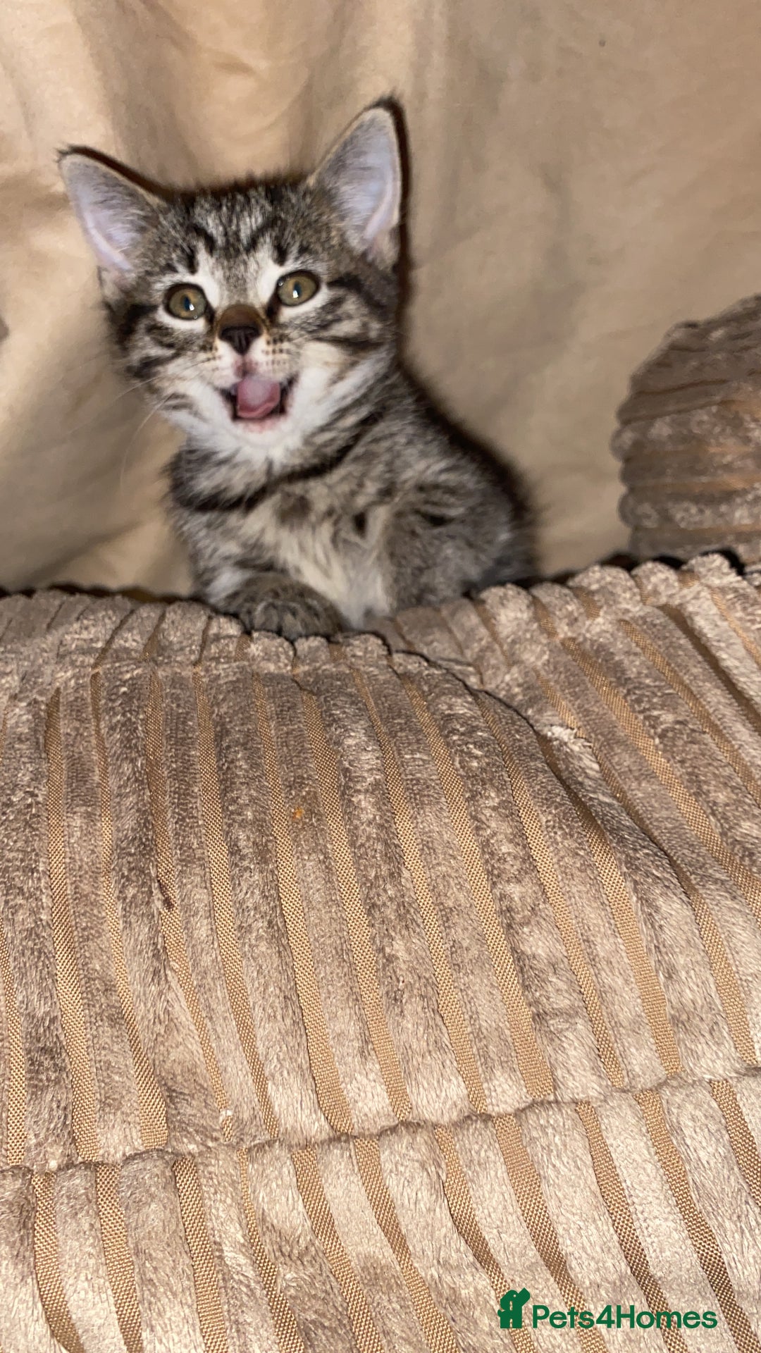 Mixed Breed cats for sale: Two female kittens read description - Advert 8