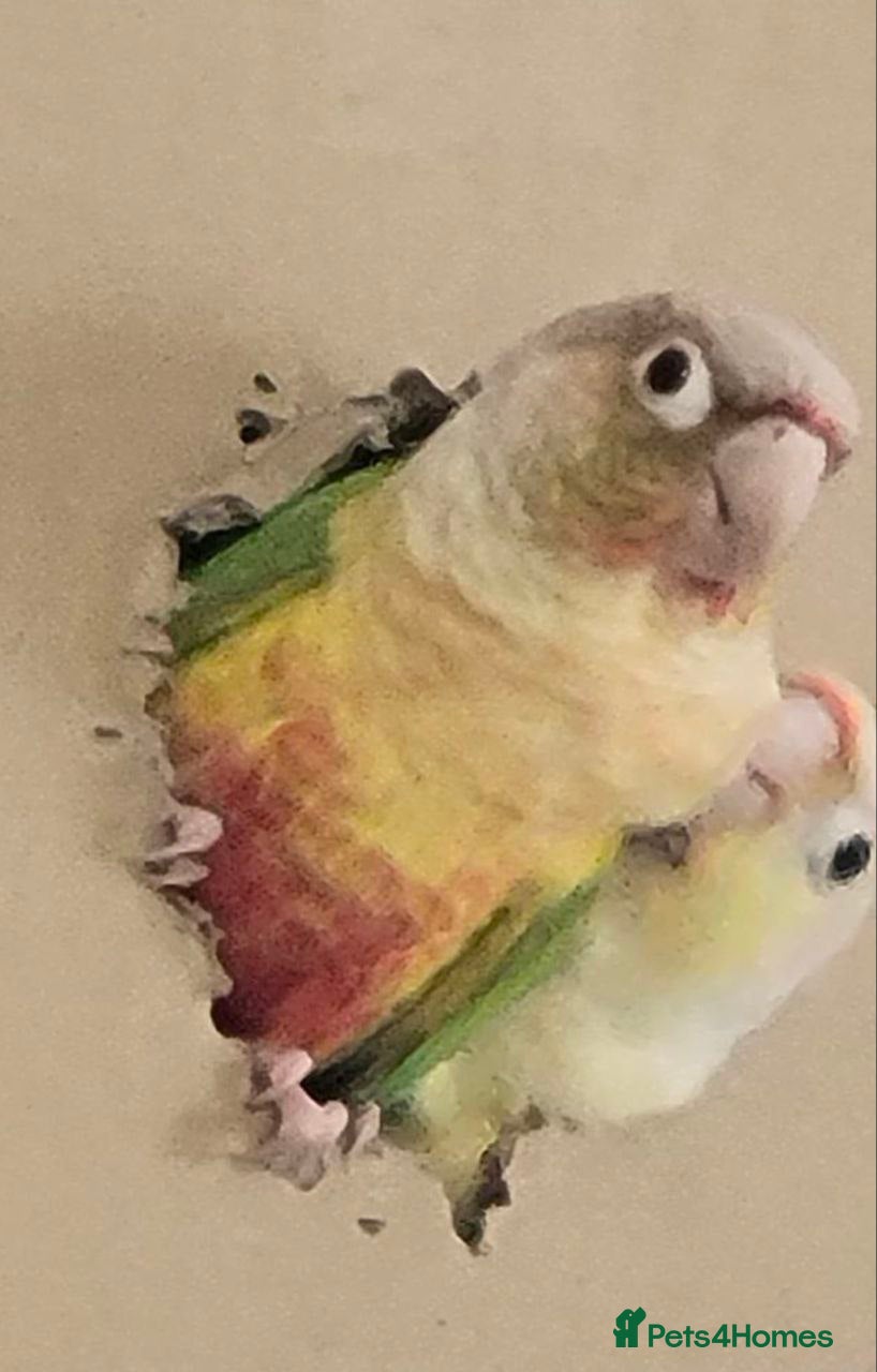 Conures birds Vibrant Conure Duo – Must Go Together! - Advert 2