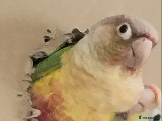 Conures birds Vibrant Conure Duo – Must Go Together! - Advert 16