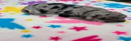Schnoodle dogs for sale: F1B Stunning Merle Schnoodle  - Advert 3