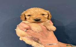 Cockapoo dogs for sale: Small F1 cockapoo’s for sale - Image 7
