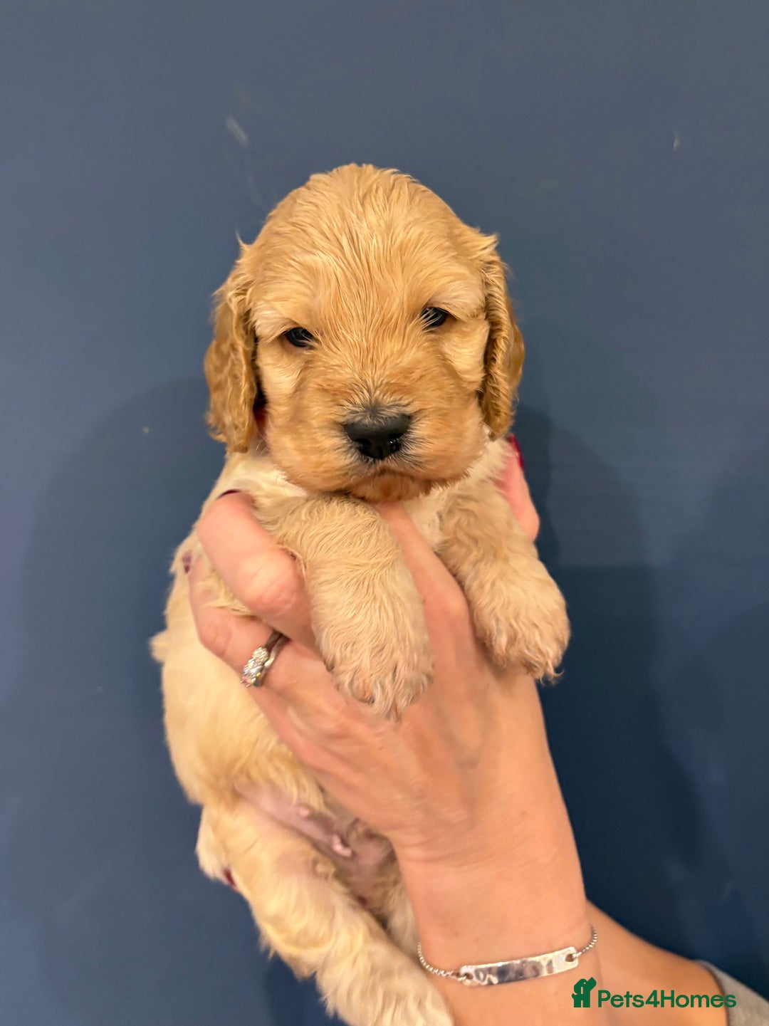 Cockapoo dogs for sale: Small F1 cockapoo’s for sale - Image 7