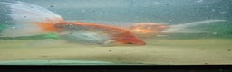 Fancy Goldfish fish for sale: Two large fantail fancy goldfish - Advert 1
