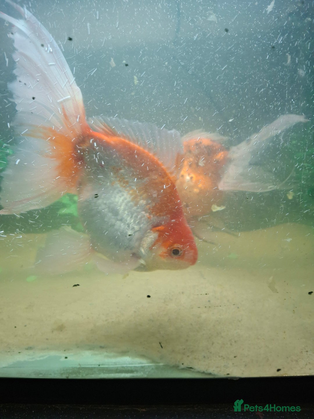 Fancy Goldfish fish for sale: Two large fantail fancy goldfish - Advert 1