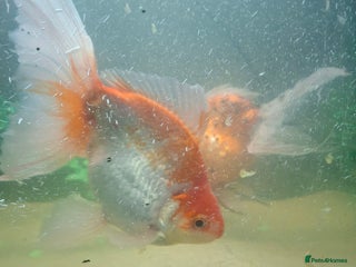 Fancy Goldfish fish Two large fantail fancy goldfish - Advert 1
