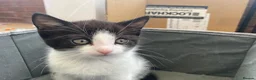 British Longhair cats for sale: British long-haired kittens for sale in urmston  in Manchester - Advert 5