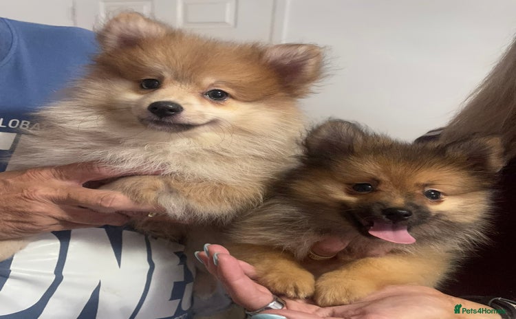 Pomeranian dogs - Advert 9