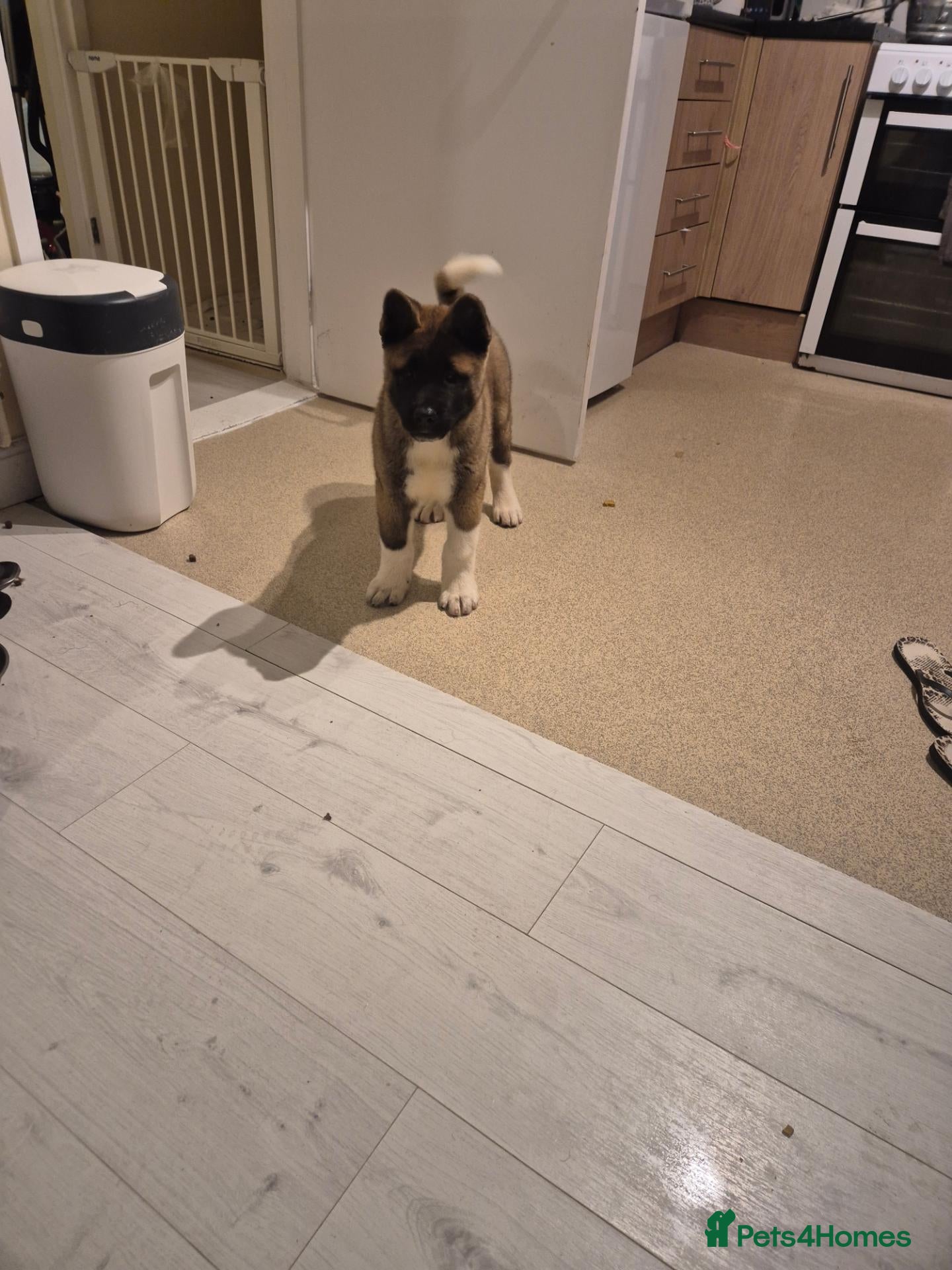 Akita dogs American Akita - Advert 15