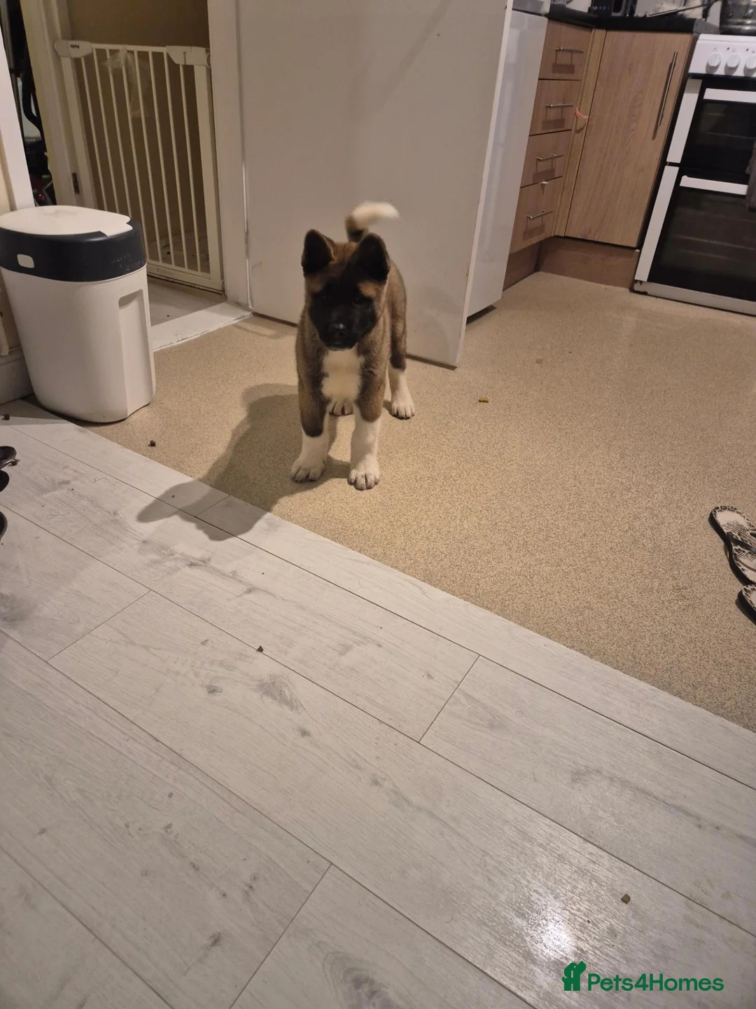 Akita dogs for sale: American Akita - Advert 1