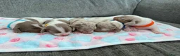 Miniature Dachshund dogs for sale: Beautiful Dachsund Puppies - Advert 4
