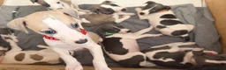 Whippet dogs for sale: litter of 8 pups 5x boys 3x bitches. price reduced - Advert 6