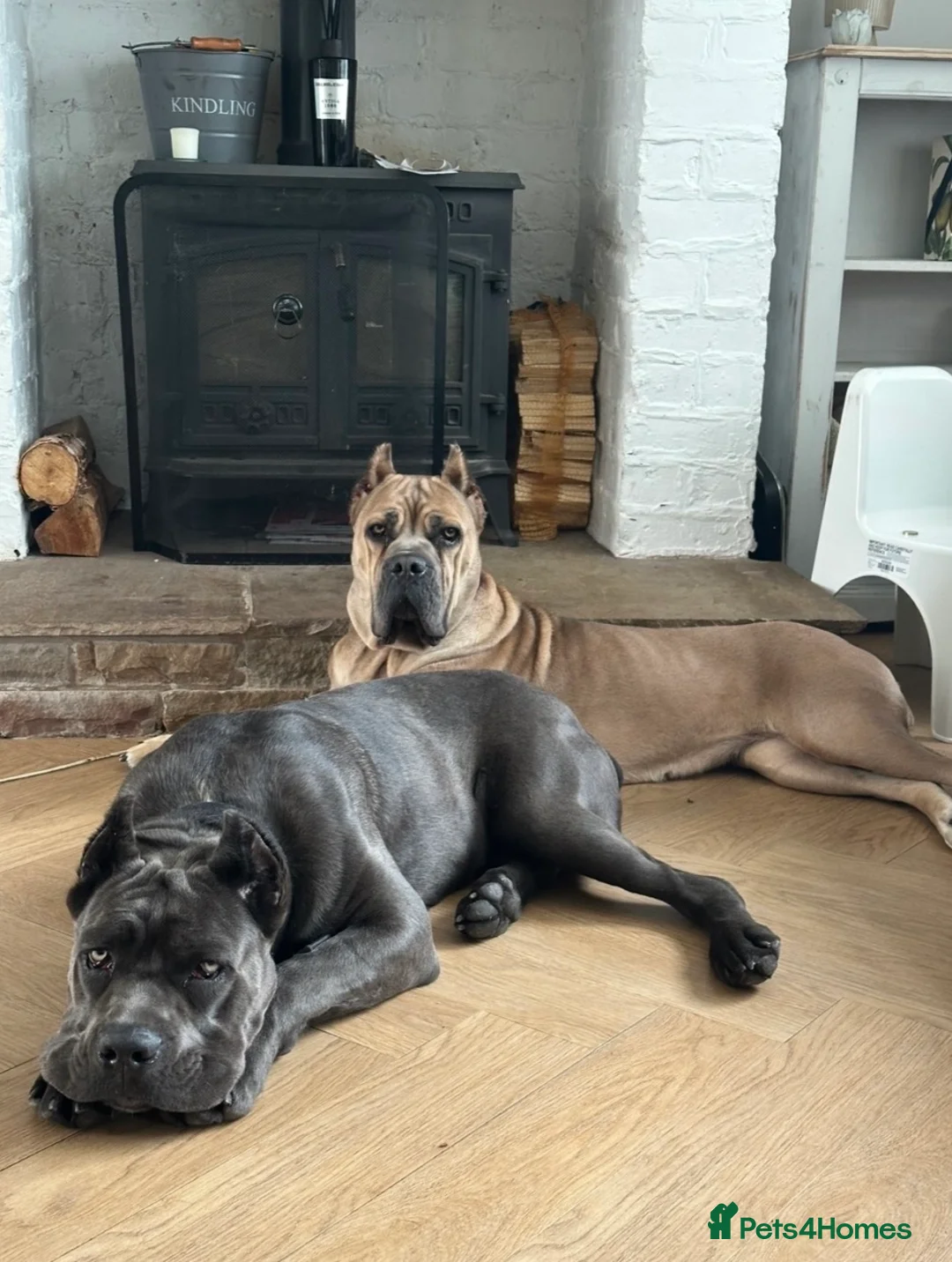 Cane Corso dogs for sale: Blue Cane Corso Puppies ⭐️Exceptional Bloodline⭐️ in Dukinfield - Advert 1