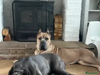 Cane Corso dogs Blue Cane Corso Puppies ⭐️Exceptional Bloodline⭐️ - Advert 1