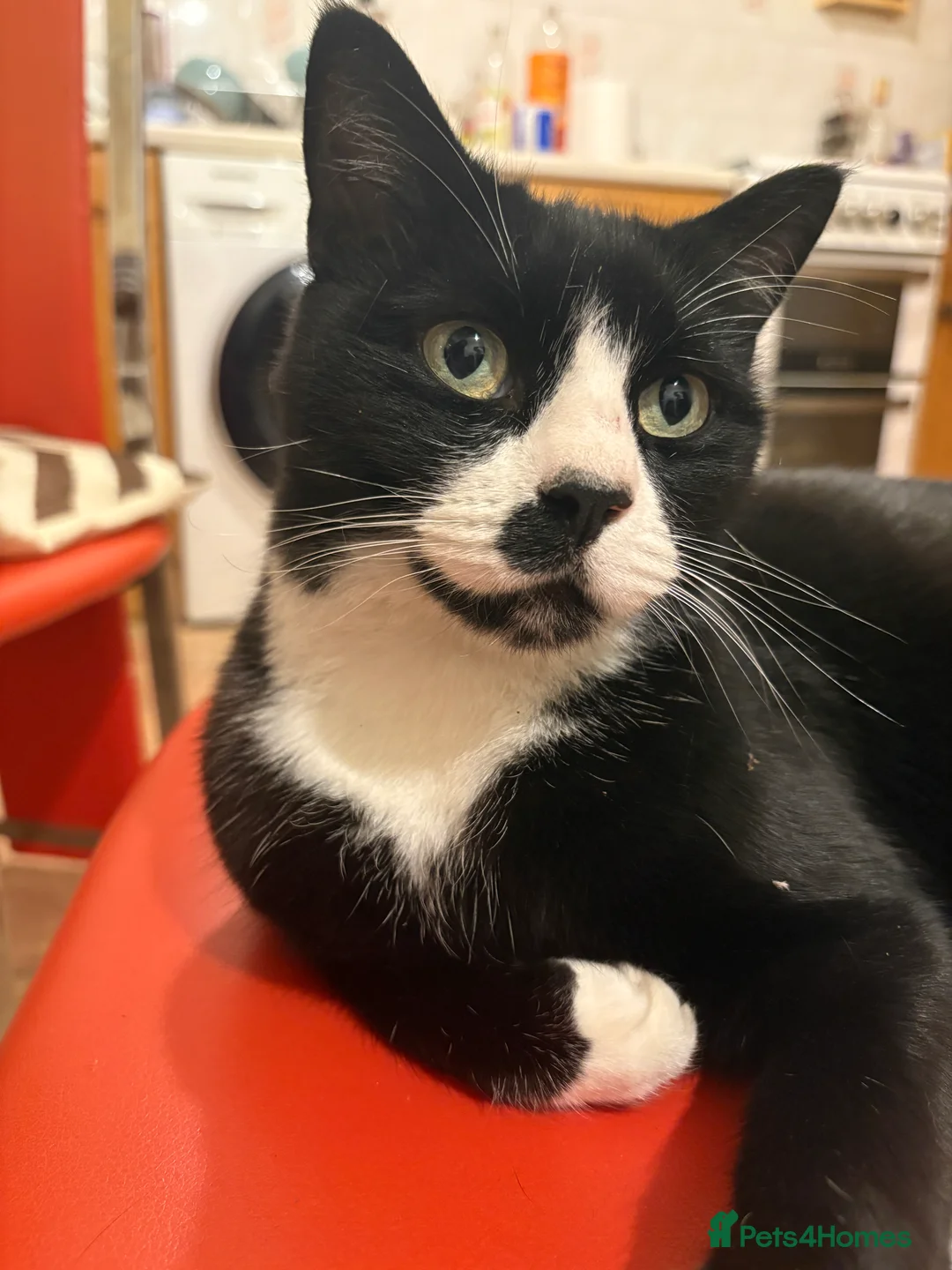 Mixed Breed cats for sale: 2 Cats looking for forever homes - Advert 2