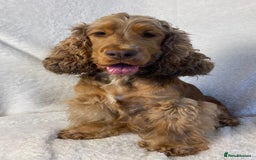 Cocker Spaniel dogs for sale: Show type cocker spaniels  - Image 26