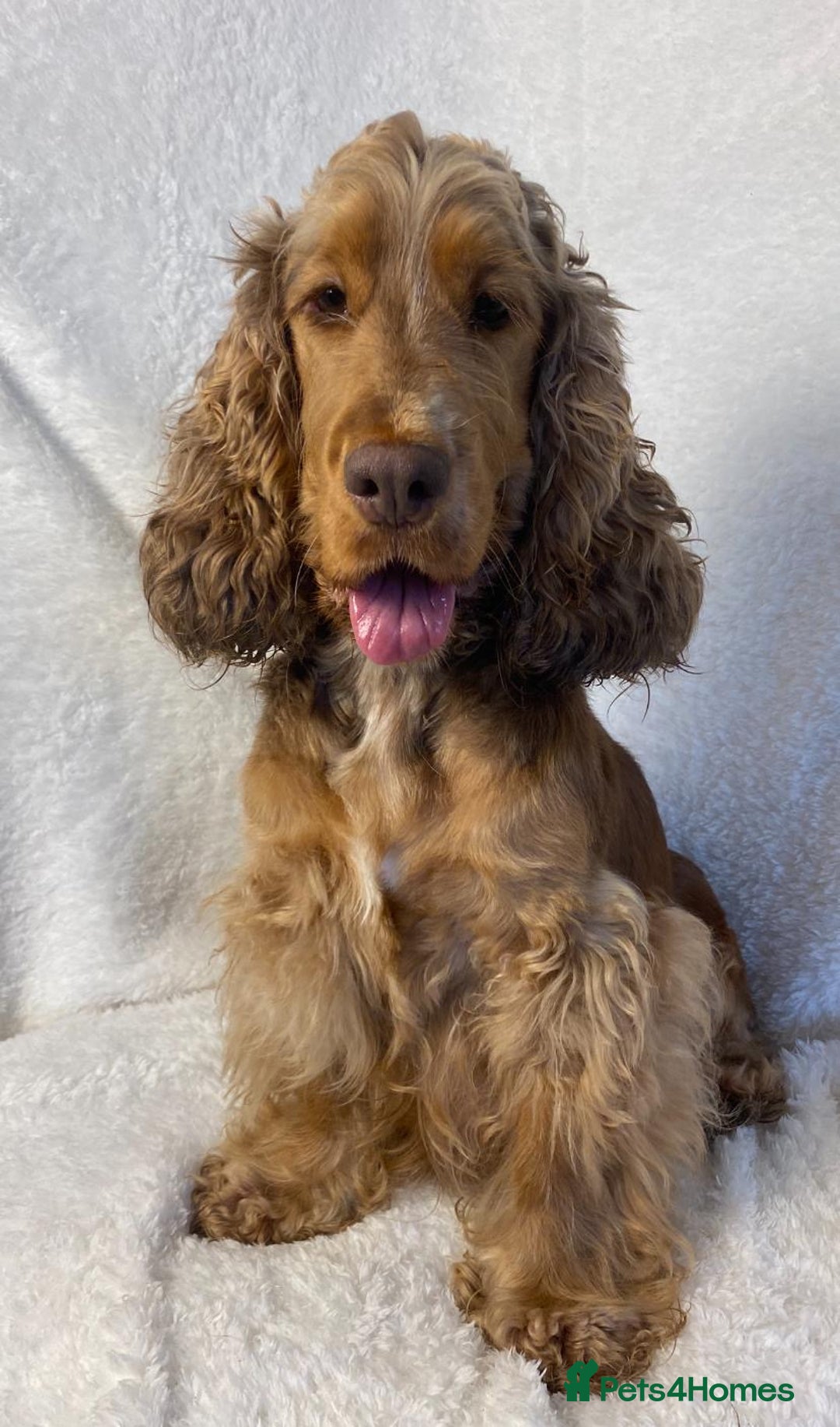 Cocker Spaniel dogs for sale: Show type cocker spaniels  - Image 26