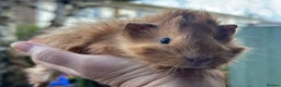Guinea Pig rodents for sale: Male guinea pigs  - Advert 2
