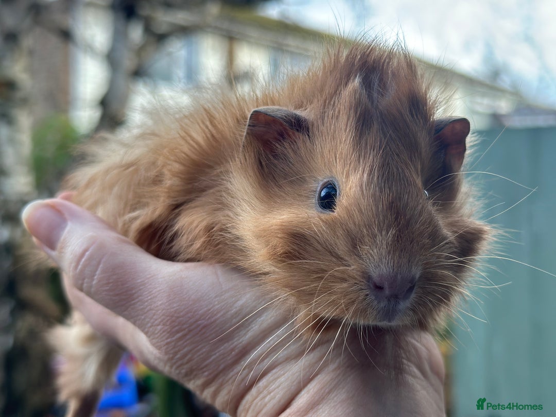 Guinea Pig rodents for sale: Male guinea pigs  - Advert 2