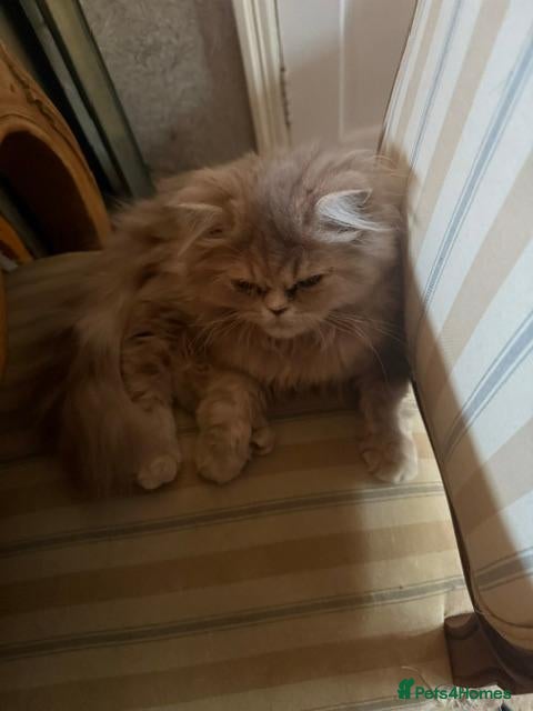 Persian cats for sale: Pure-bred Persian Girl (Female) - Ready Now £450 - Advert 2