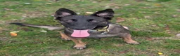 Belgian Shepherd Dog dogs for sale: Belgian Malinois Female - Advert 3