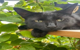 Domestic Shorthair cats for sale: 2 black cat sisters  - Image 5