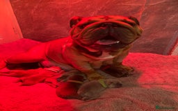 English Bulldog dogs for sale: Litter of 8  - Image 18