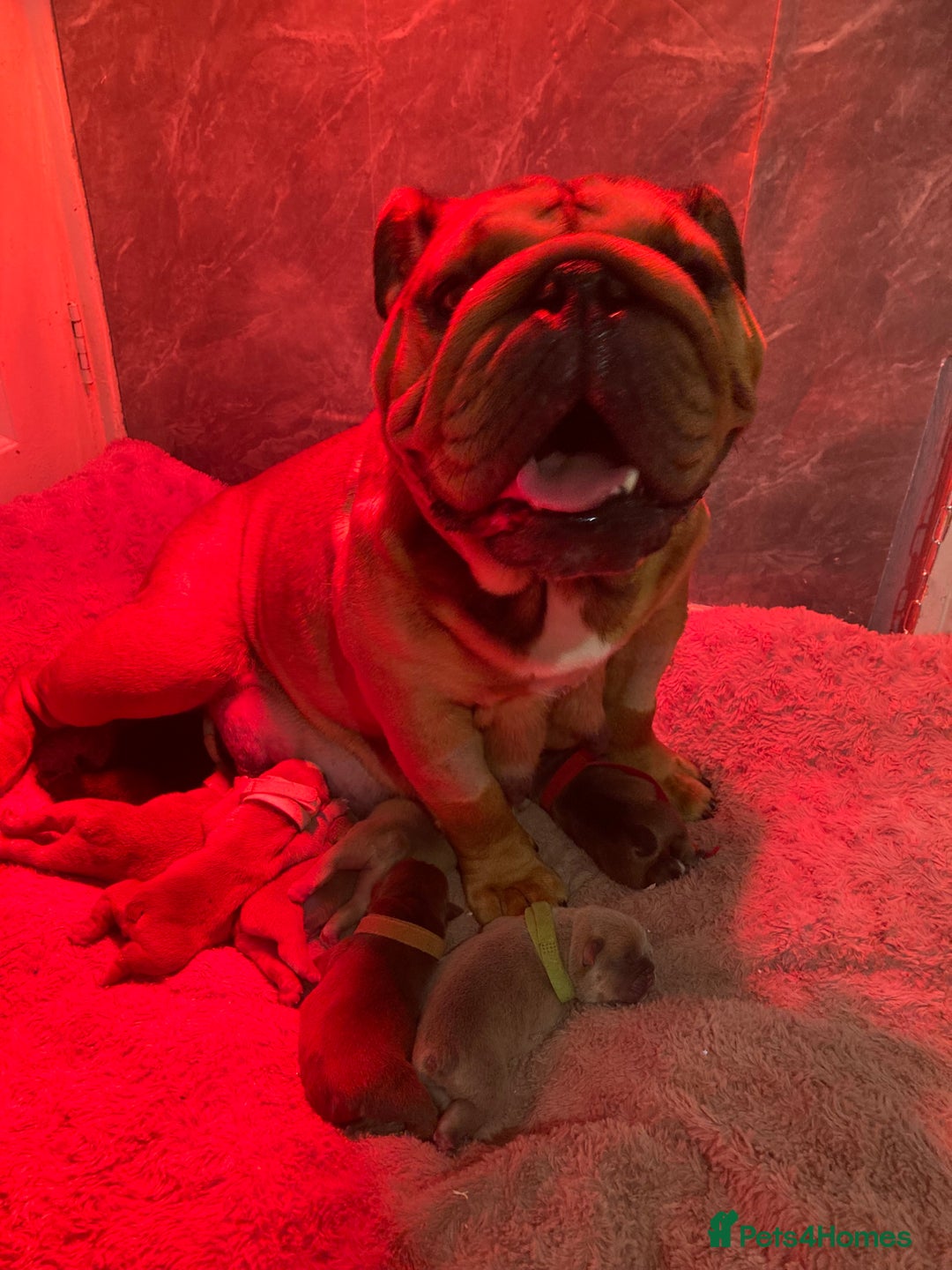 English Bulldog dogs for sale: Litter of 8  - Image 18