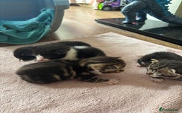 Mixed Breed cats for sale: 3 beautiful kittens available! - Image 4