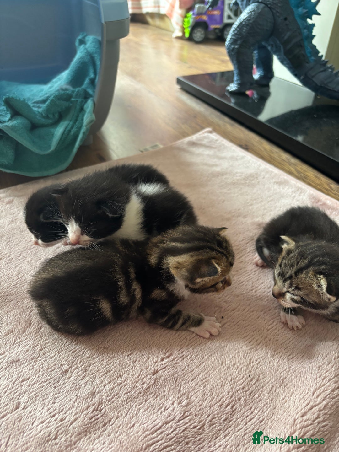 Mixed Breed cats for sale: 3 beautiful kittens available! - Image 4