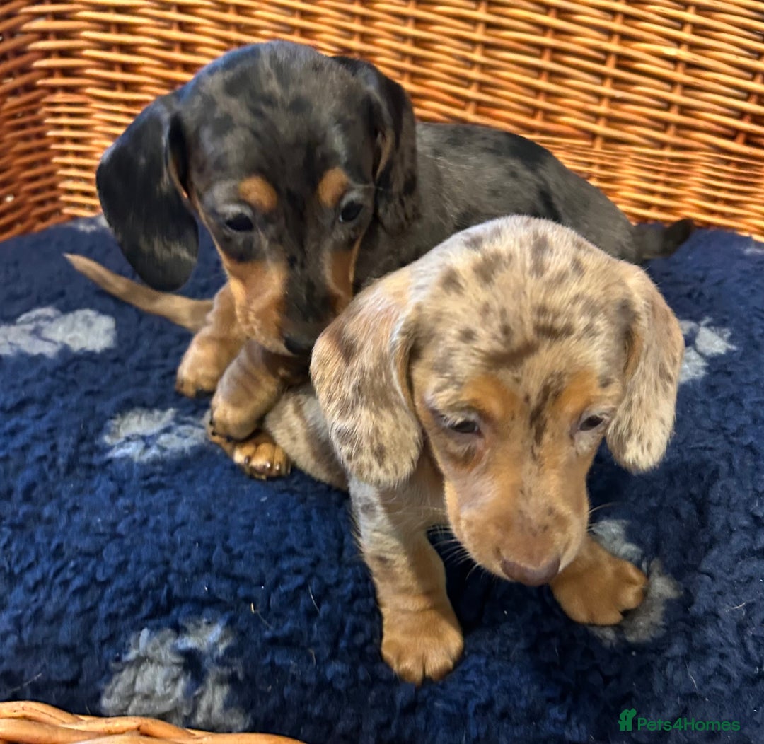 Miniature Dachshund dogs for sale: Stunning Miniature Smooth Dachshunds - Image 22
