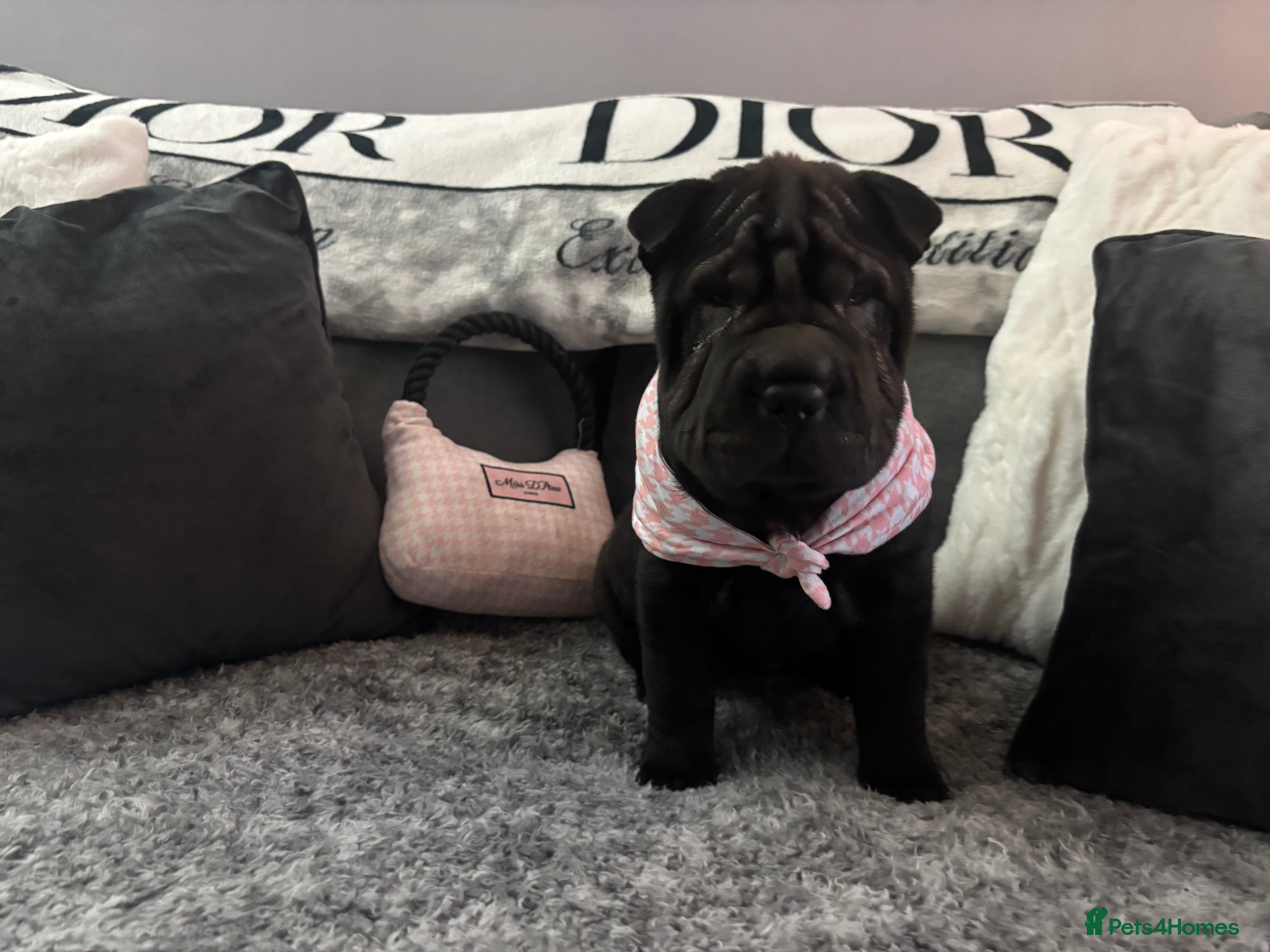 Shar Pei dogs Shar pei puppies - 3 LEFT - Advert 13