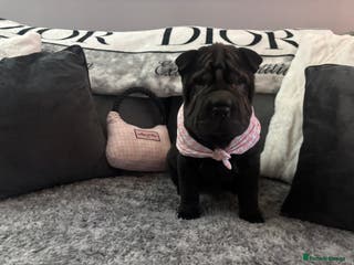 Shar Pei dogs Shar pei puppies - 3 LEFT - Advert 13