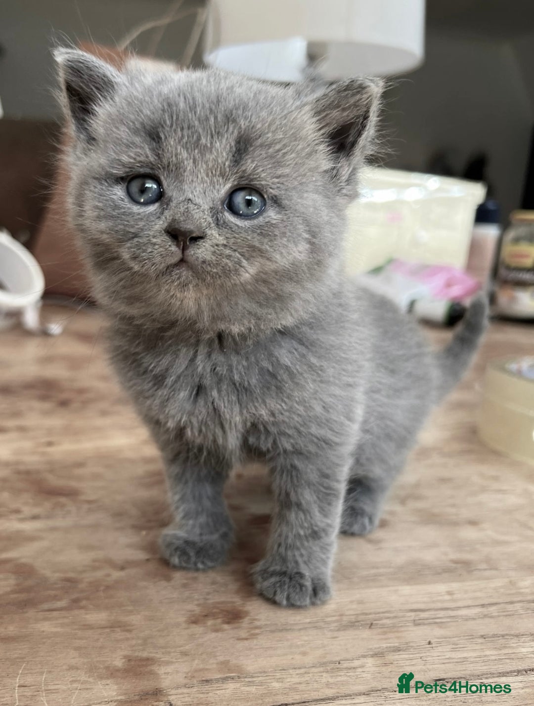British Shorthair cats for sale: Gorgeous 2 female grey kittens for sale - Image 6