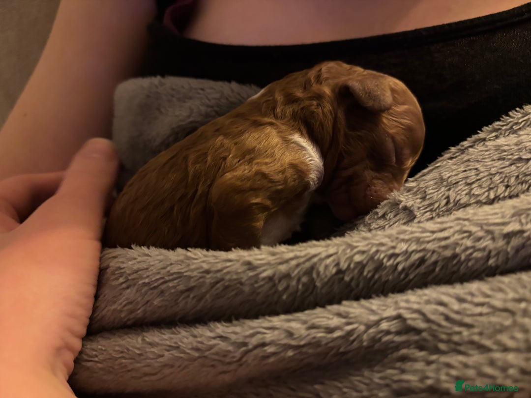 Cavapoo dogs for sale: Cavapoo F1B - Advert 4