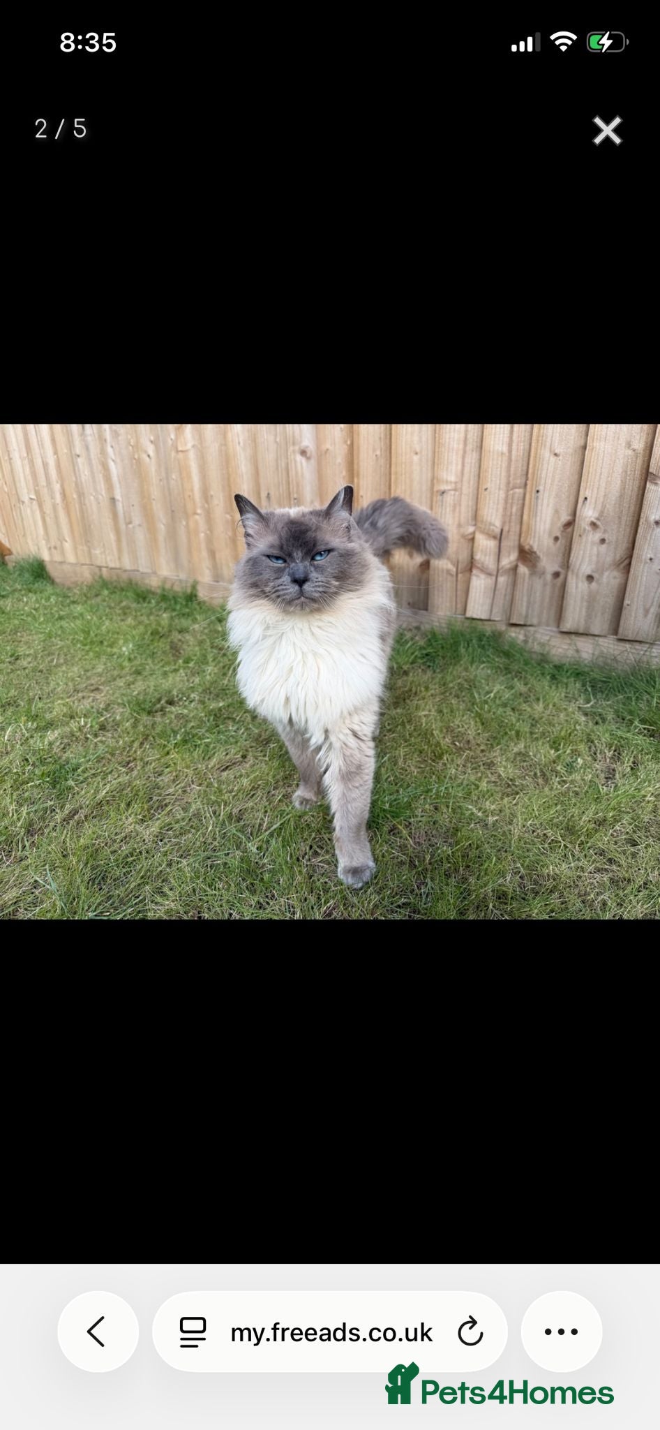 Ragdoll cats Male entire blue point ragdoll  - Advert 12
