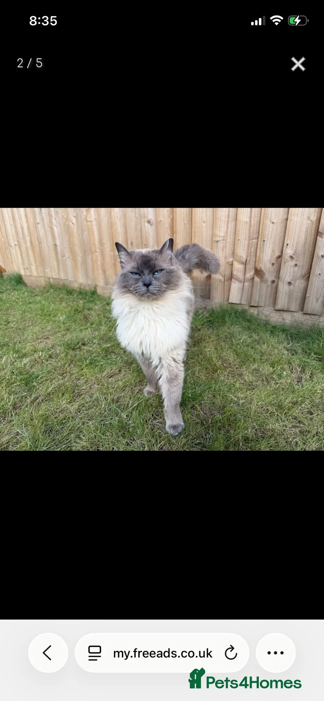 Ragdoll cats for sale: Male entire blue point ragdoll  - Advert 7