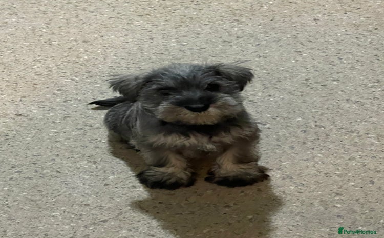 Miniature Schnauzer dogs - Advert 1