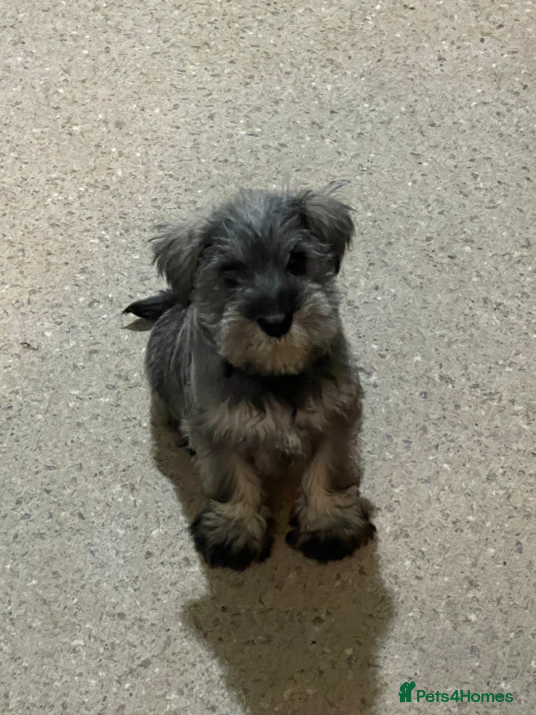 Miniature Schnauzer dogs for sale: KC registered miniature schnauzer pups for sale  - Image 1
