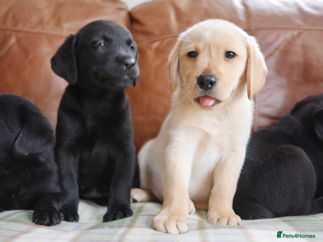 Labrador Retriever dogs for sale: Stunning Health Tested Labrador Puppies - Image 9