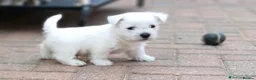 White Swiss Shepherd dogs for sale: Beautiful White Swiss Shepherd Puppies  in Luton - Advert 2
