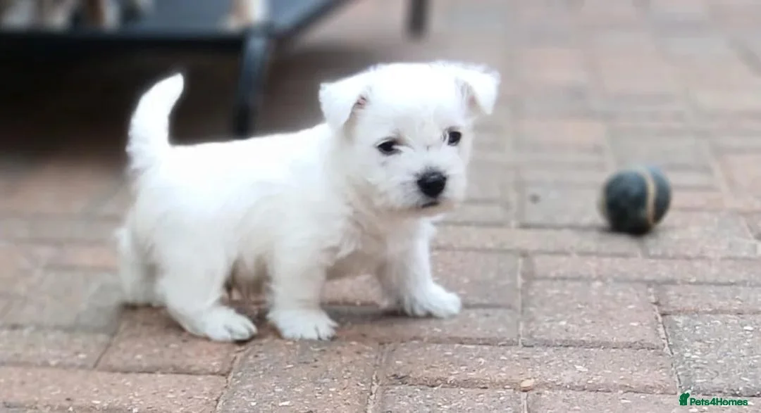 White Swiss Shepherd dogs for sale: Beautiful White Swiss Shepherd Puppies  in Luton - Advert 2