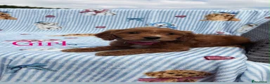 Cockapoo 2