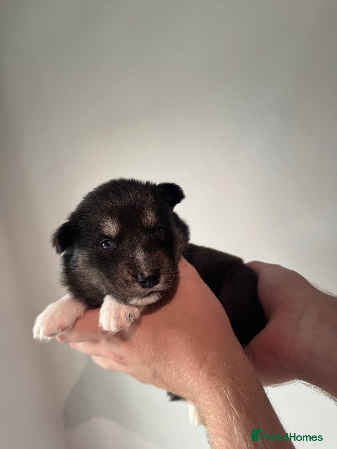 Siberian Husky dogs for sale: Beautiful Chunky Siberian Husky Puppies  - Image 17