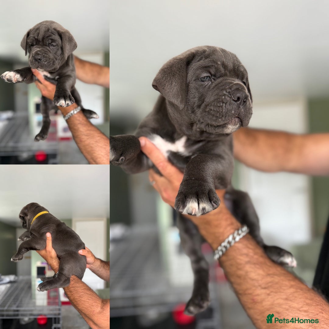 Cane Corso dogs for sale: ICCF registered Champion Lines Cane Corso Puppies in Epsom - Image 14