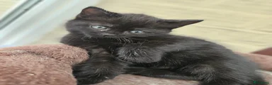 All Black Female 
